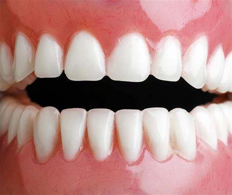Model Of Human Teeth Photograph By Science Photo Library Pixels