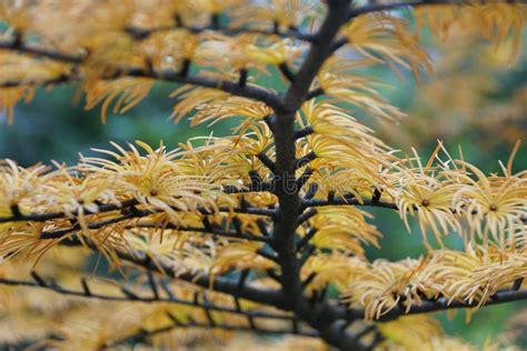 The Yellow Tiny Leaves Of Golden Larch Pine Tree Stock Photo Image Of
