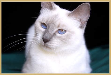 Nyc cats kittens & kitties for adoption. Traditional Siamese Kittens for sale Applehead Siamese Cat ...