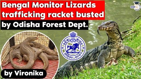 bengal monitor lizards trafficking racket busted by odisha forest dept odisha civil services