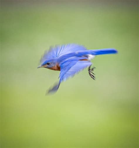 Bluebird In Flight Stock Image Image Of Forest Nature 14472415