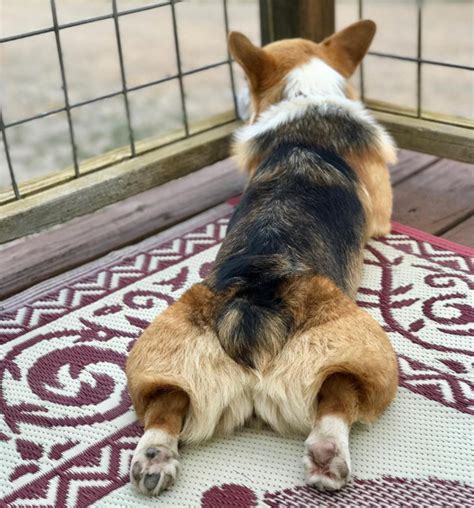 Sploot 30 Pics Of Adorable Dogs And Puppies Splooting Dogtime