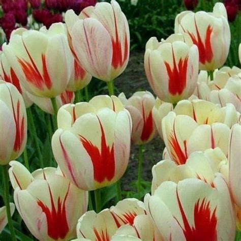 20 Plants For Where The Sun Dont Shine Tulips Flowers Bulb Flowers Flowers