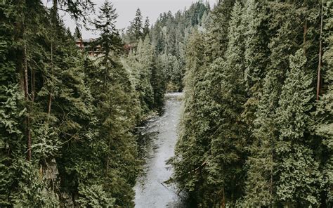 River In Evergreen Woods Mac Wallpaper Download Allmacwallpaper