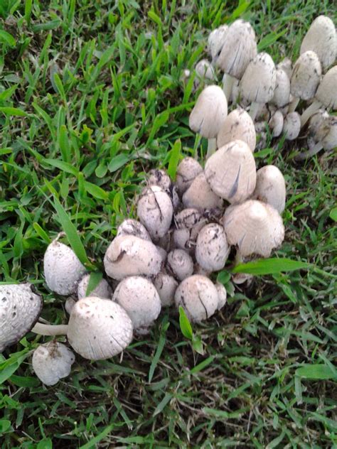 Magic Mushrooms In Virginia