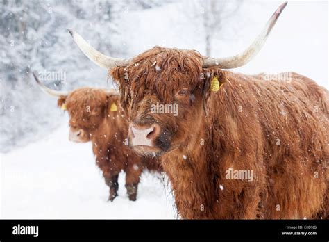 Scottish Highland Cattle In Snow Brandenberg Tyrol Austria Stock