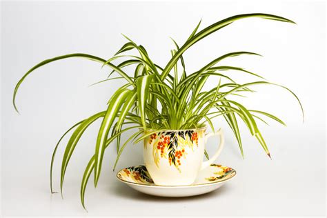 5 Indoor Plants That Dont Need Much Light House Plants Apartment