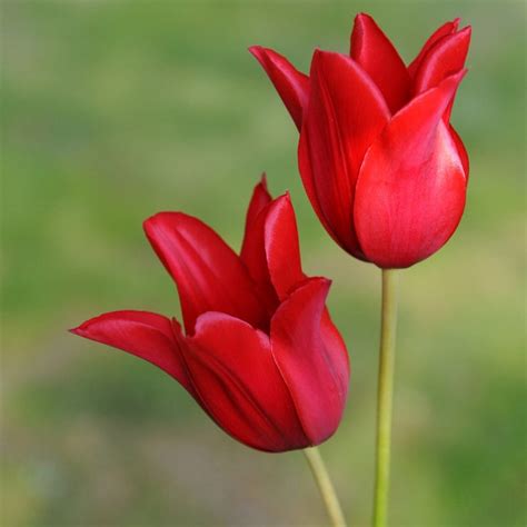 Buy Lily Flowered Tulip Bulbs Tulipa Red Shine £399 Delivery By Crocus