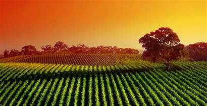 Vineyard Sunset Wallpapers Widescreen Zealand Plantation Vinyard