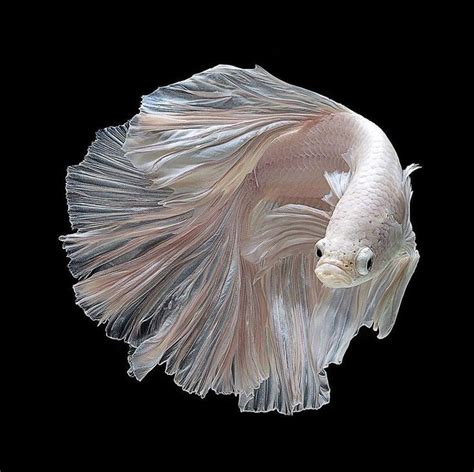 The betta fish looks gray and pale. DIY Diamond Painting Pale Cream Betta Fish - craft kit ...
