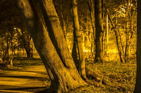 Forest Path Night Trees At Free Photo On Pixabay Pixabay