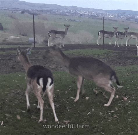 Deer Getting Spooked