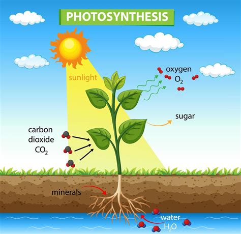 Diagram Showing Photosynthesis In Plant 7106917 Vector Art At Vecteezy