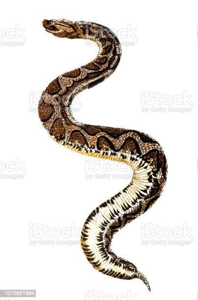 Bitis Arietans Large African Viper That Inflates Its Body When Alarmed