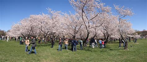 Cherry Blossom Grove On The National Mall