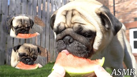 Pugs Eating Their First Watermelons Asmr Youtube