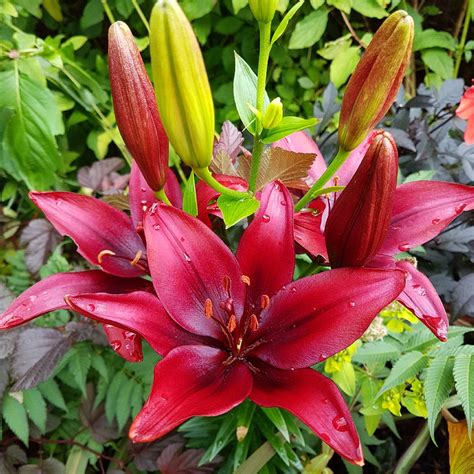 Lilium Foreigner Lily Foreigner Asiatic In Gardentags Plant