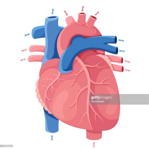 Human Heart Anatomy High Res Vector Graphic Getty Images