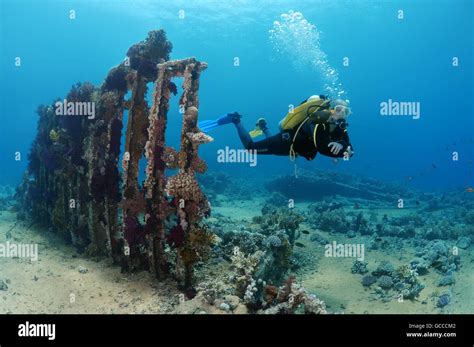 Red Sea Egypt Egypt 3rd Mar 2016 Male Scuba Diver At Skeleton On