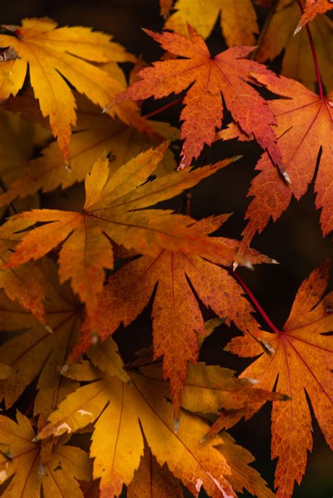 Brown Maple Leaves In Close Up Photography Photo Free Image On Unsplash