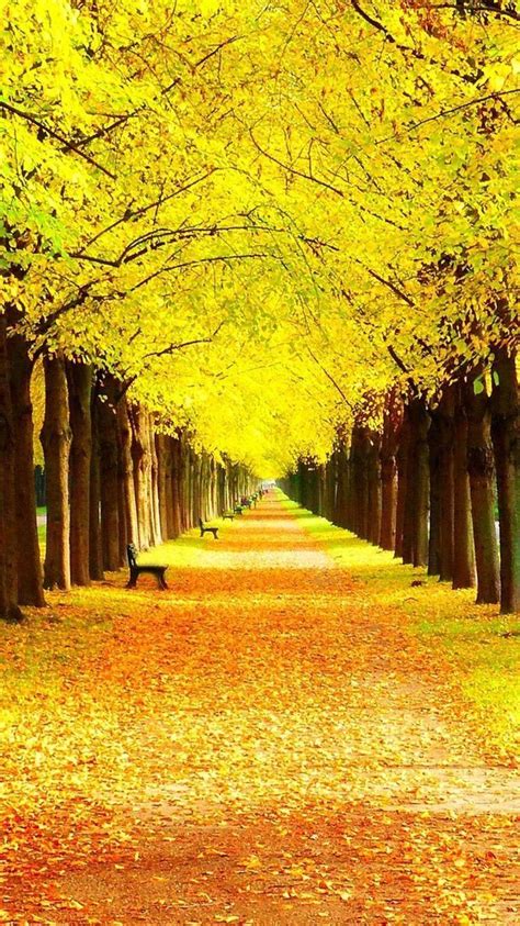 Beautiful Yellow Nature Wallpapers Top Free Beautiful Yellow Nature