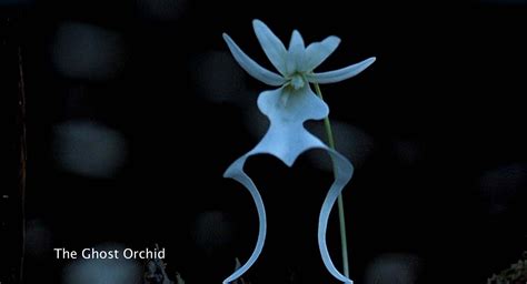 The elusive Ghost Orchid | Orchids, Orchid flower, Ghost orchid