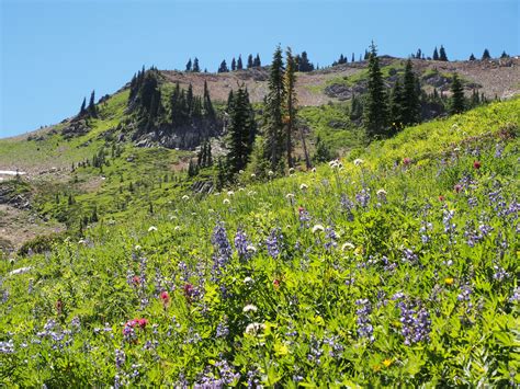Mountain Meadow Tales Vibrant Flowers Natures Depths