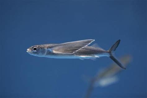 6 Fakta Menarik Torani Ikan Yang Bisa Terbang Sejauh 200 Meter