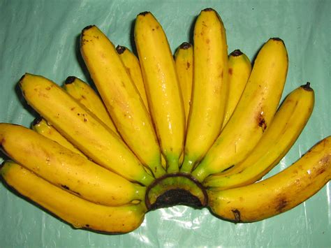 Banana Lacatan These Bananas Are Called Lacatan In Phi Pinoy