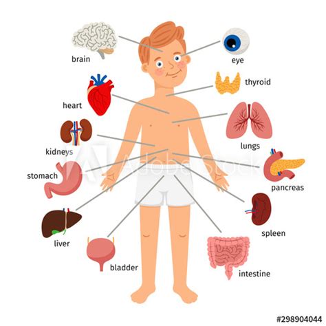 Boy Body Internal Organs Medical Human Anatomy For