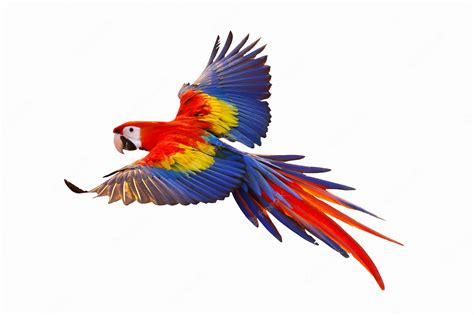 Premium Photo Colorful Macaw Parrot Flying Isolated On White