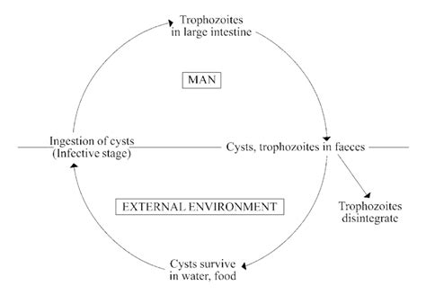 Balantidium Coli Life Cycle Cdc