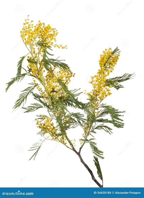 Yellow Mimosa Branch Isolated On White Stock Photo Image Of Gold