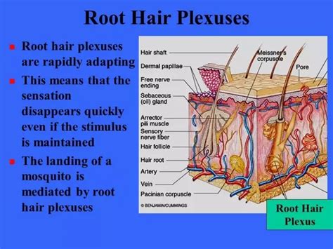 These structures are formed from the protrusions of the rhizoderm and are single cells of the primary meristem capable of absorbing the soil solution. What is the function of root hair plexus? - Quora