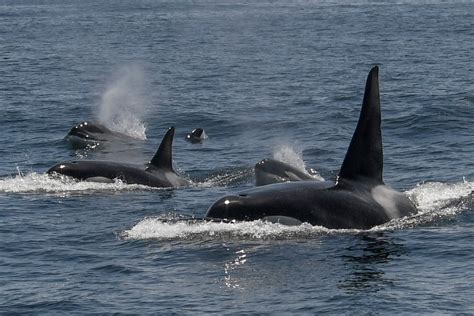 Opinion Why Are Orcas Attacking Boats Hint Its Not A War On Humans
