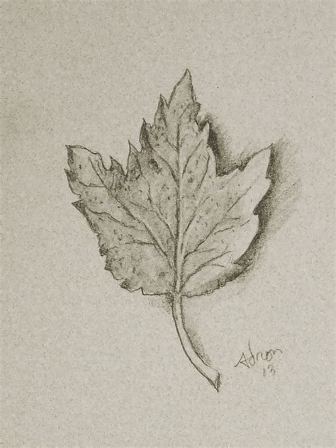 Leaf Pencil Drawing At Getdrawings Free Download