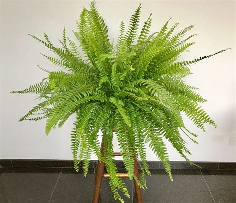 Nome De Planta Aérea