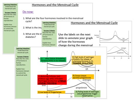 Hormones And The Menstrual Cycle Teaching Resources