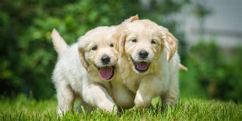 The Happiest Animals On Earth Photos Huffpost