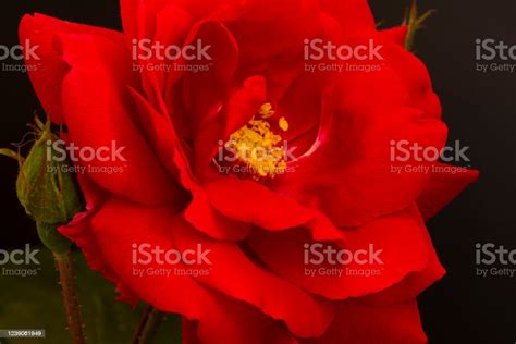 A Nice Big Red Rose In The Garden Stock Photo Download Image Now