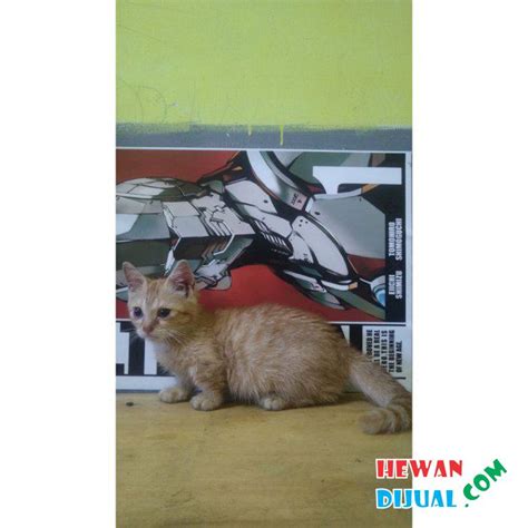 Dijual Kucing Munchkin Murah And Terpercaya