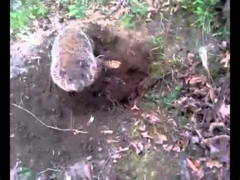 The construction should be as tall as two feet above the ground and electrified on the top. Groundhog trapping - YouTube
