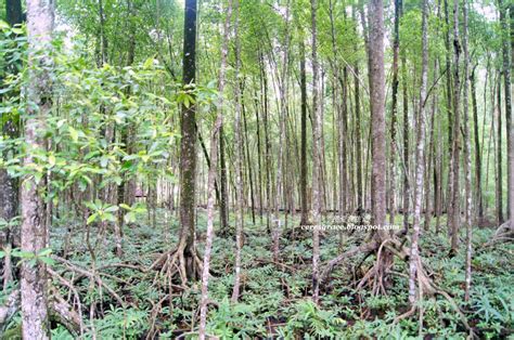 Share your visit experience about matang mangrove forest reserve, malaysia and rate it 我爱我生活: 【霹雳十八丁】马登红树林公园 Matang Mangrove Forest Reserve