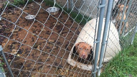 Dog Fighting Ring Busted In Pierce County Pit Bulls Rescued Tacoma