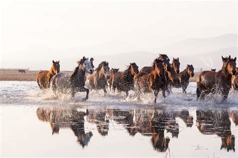 Herd Of Wild Horses Running In Water Stock Photo Download Image Now
