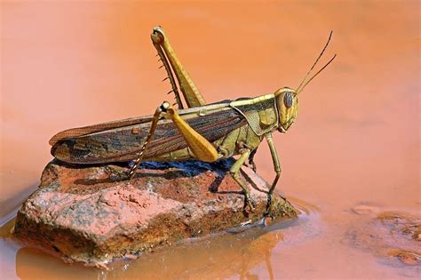 Report Plague Of Locusts Set To Descend Upon Middle East In Time For