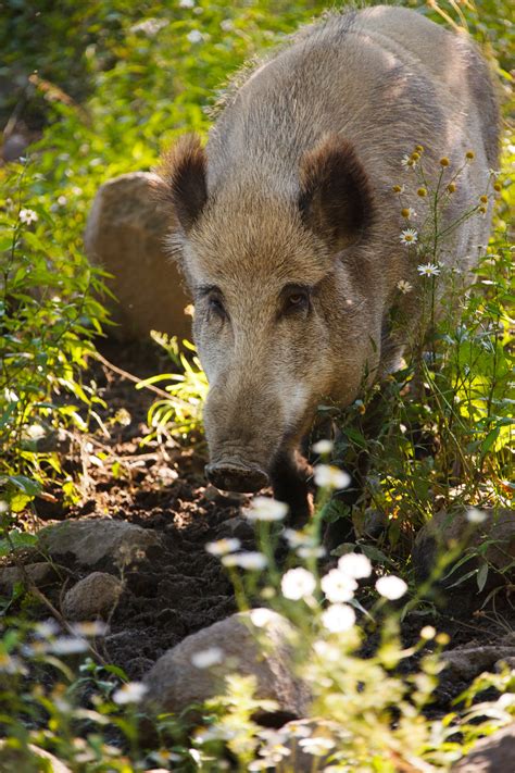 Wild Boar Free Stock Photo Public Domain Pictures