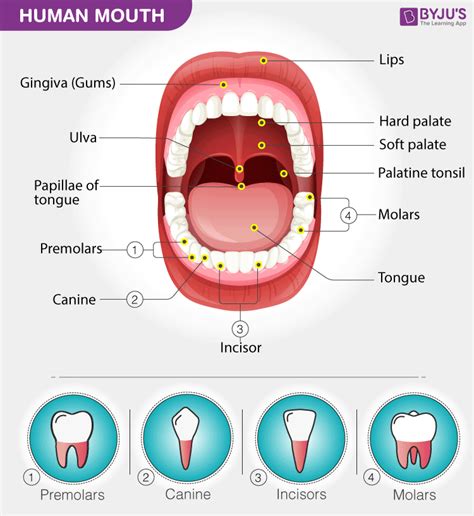 Human Anatomy Floor Of Mouth Review Home Co