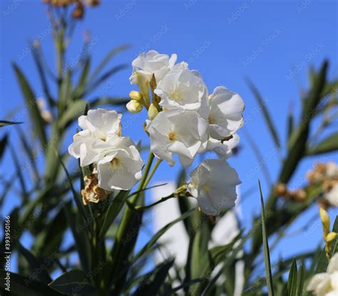 White Oleandro Nerium Oleander Flower From The Garden Of Albufeira