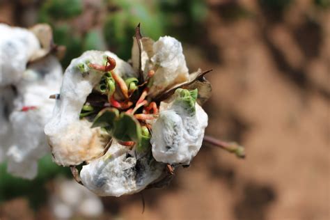 Cotton Crop Suffers Damage From Flooding Rains